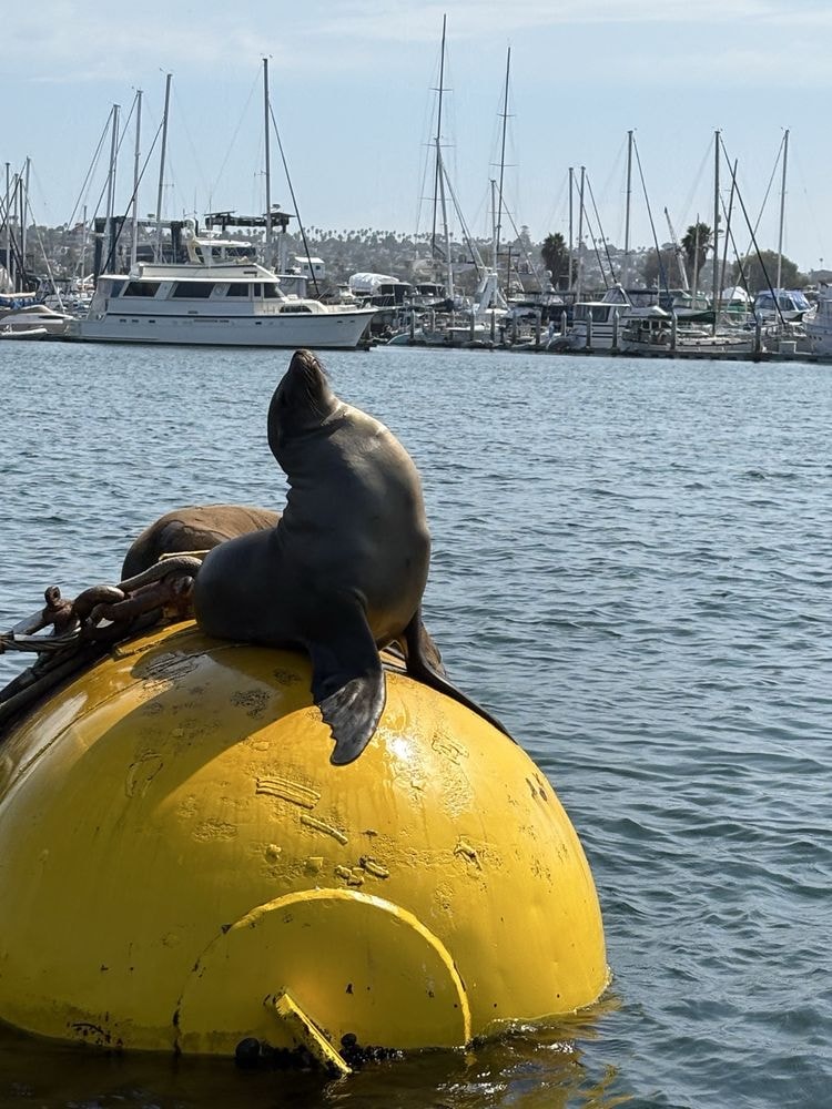 Sea lion up close at Mission Bay San Diego