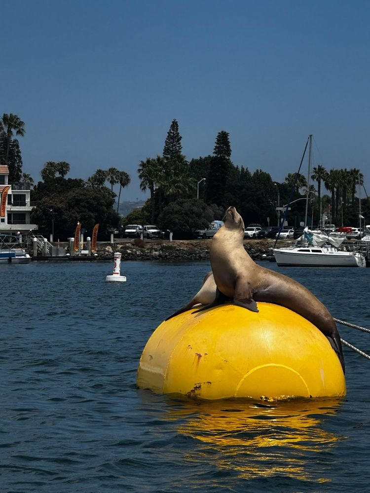 Sea lion posing at Mission Bay San Diego
